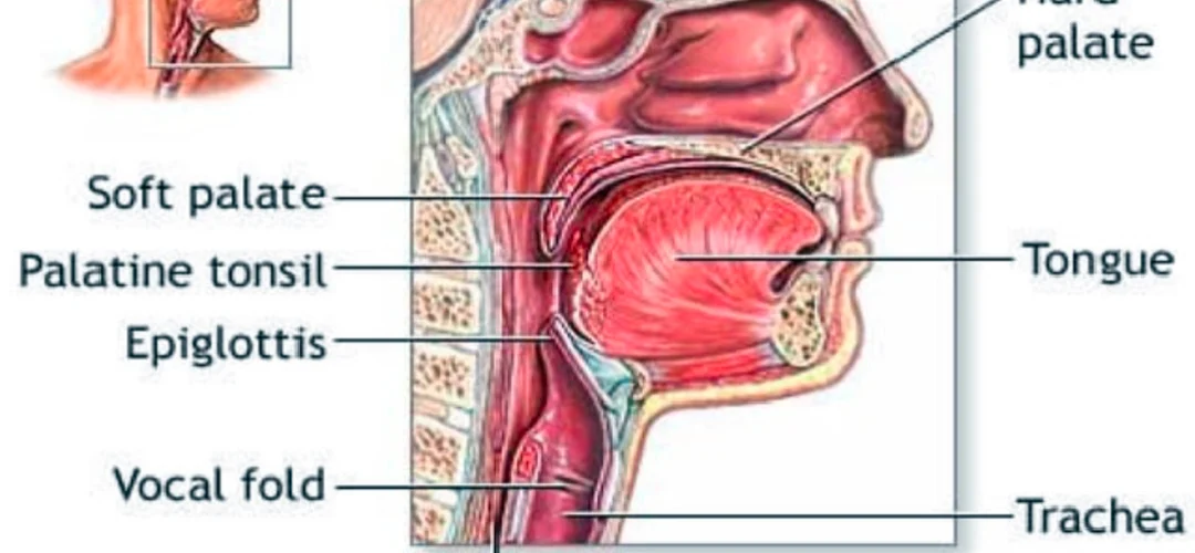 cavidad bucal y farínge